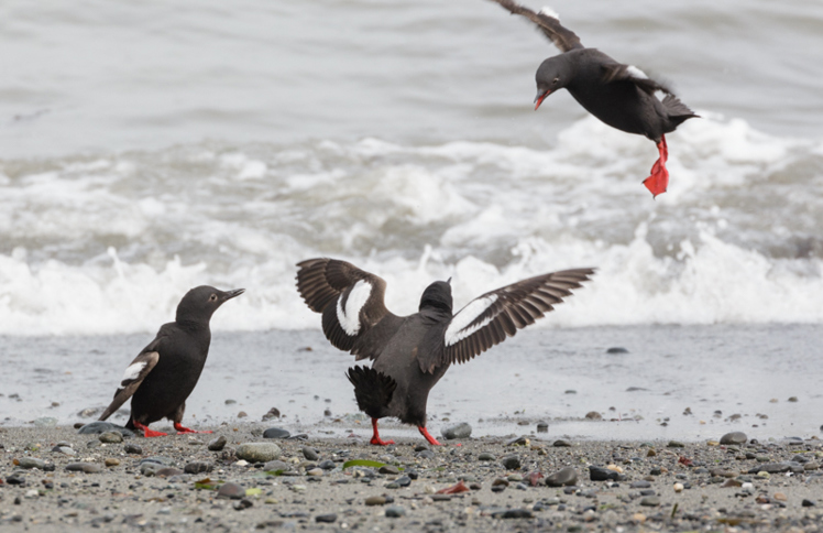 three pigeon guillemots on a beach