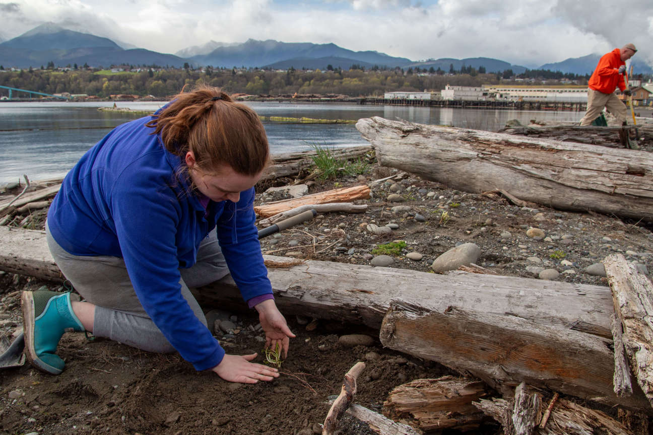 A woman in blue leans down to press the soil around a freshly planted plant on a beach, while another volunteer digs a hole in the background