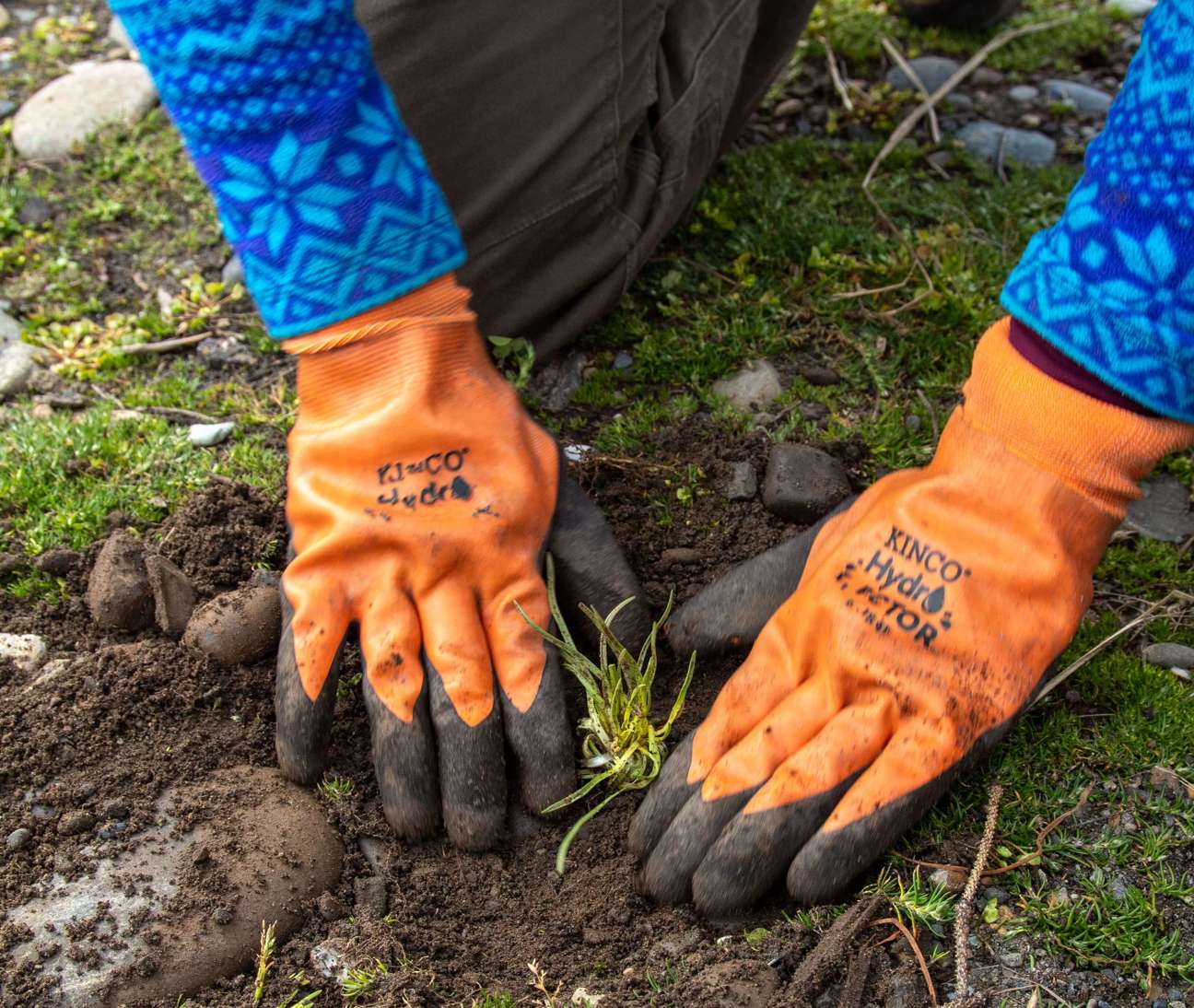 Hands in orange gloves press the soil down around a freshly planted grass like plant